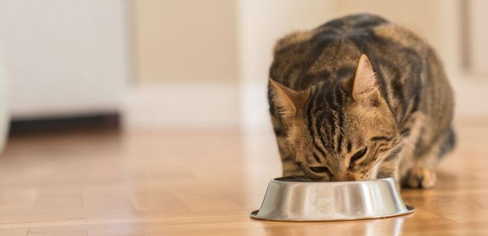 Физиология метаболизма углеводов у кошек