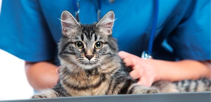 Кастрация котов и стерилизация кошек: плюсы и минусы, возможные польза и вред