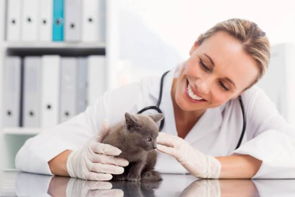 Инфекции и вирусы у кошек