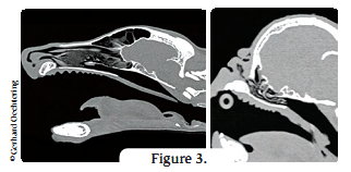 Сагиттальные сканы КТ черепа долихоцефалической (немецкая овчарка) и брахицефалической (мопс) пород собак