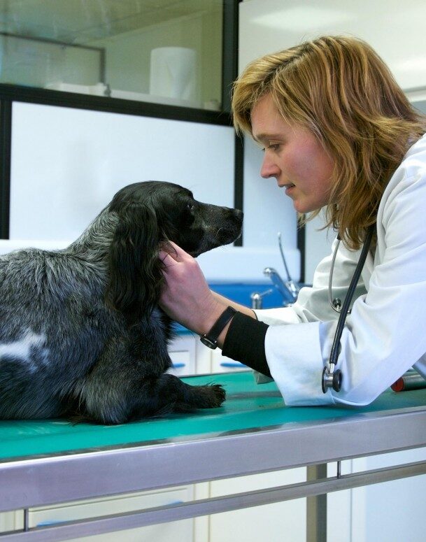 Инфузионная терапия при панкреатите у собак thumbnail