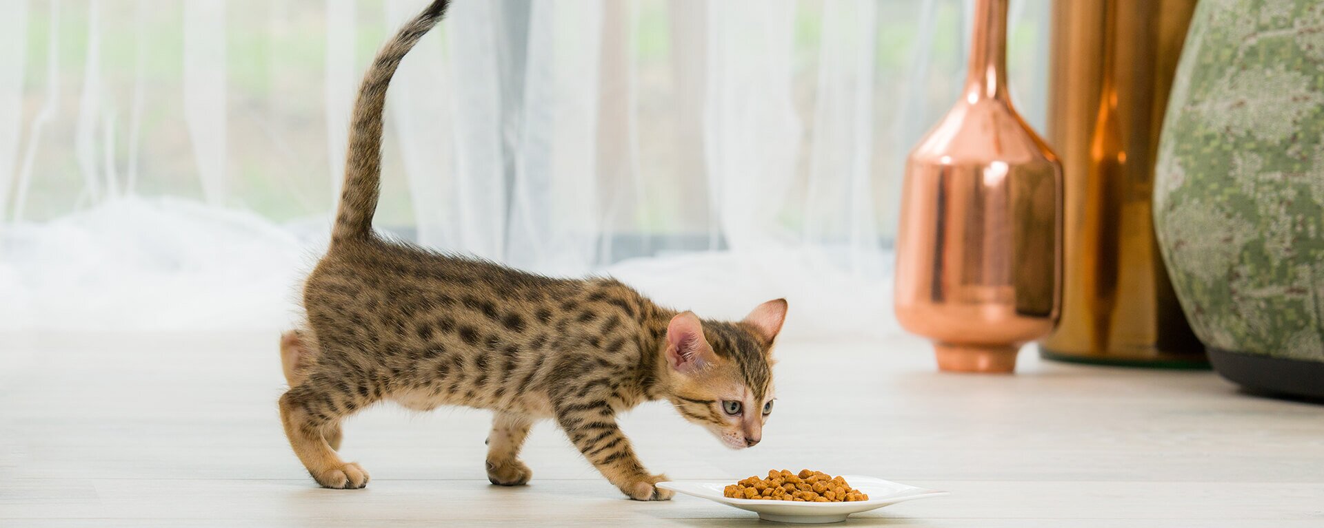 Чем кормить стерилизованных кошек и кастрированных котов