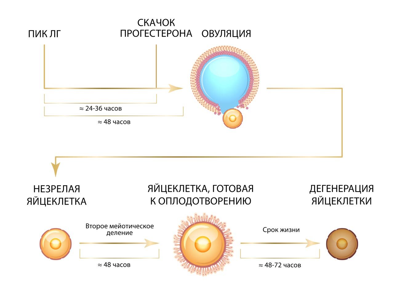 Что такое прогестерон у собак. Смотреть фото Что такое прогестерон у собак. Смотреть картинку Что такое прогестерон у собак. Картинка про Что такое прогестерон у собак. Фото Что такое прогестерон у собак