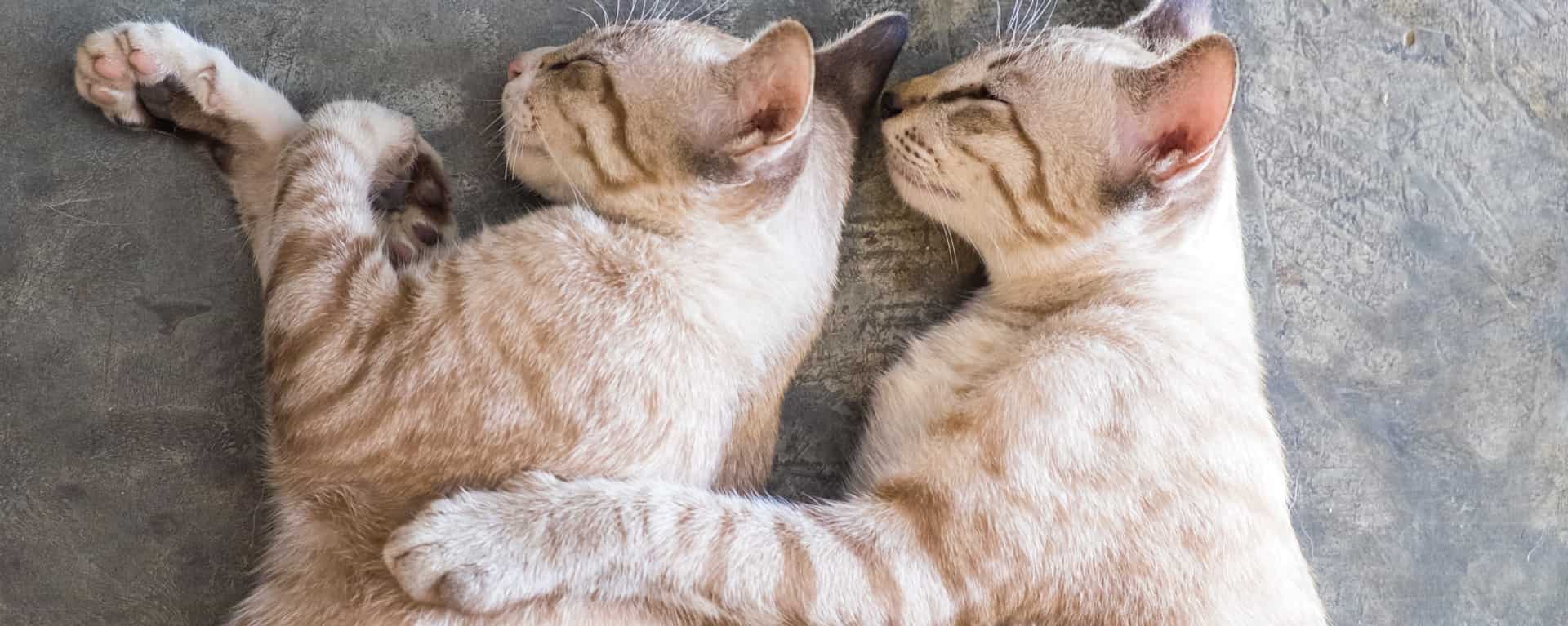что значит вязка кота