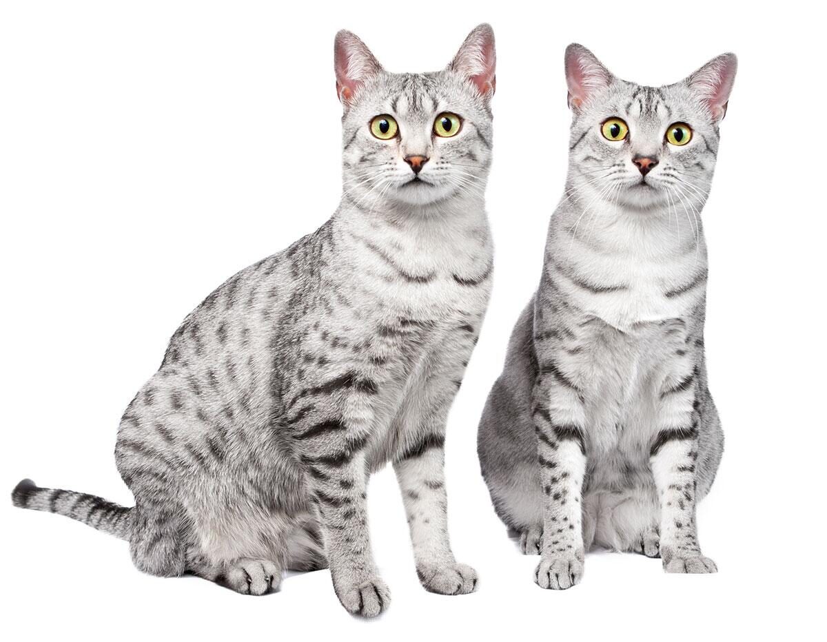 Две кошки породы Египетская мау