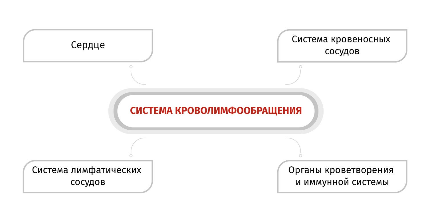 Сколько кругов кровообращения у кошки