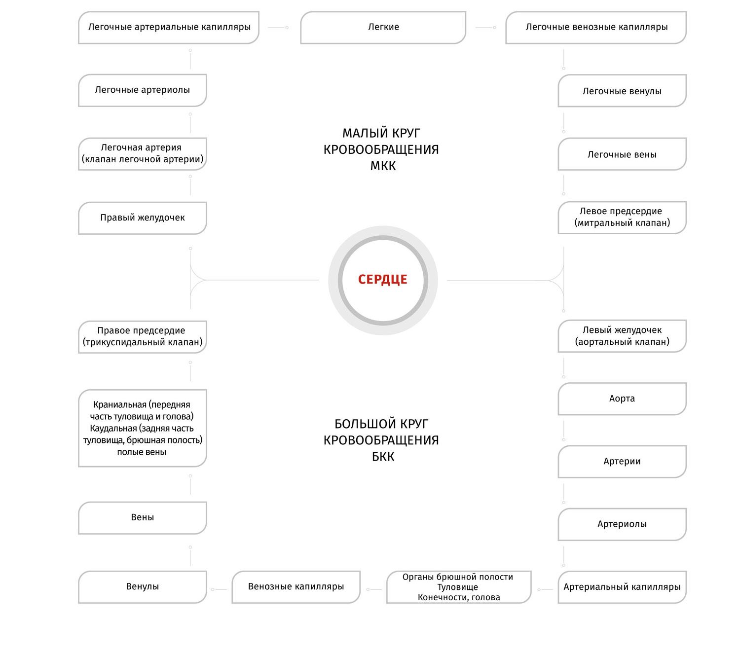 Сколько кругов кровообращения у кошки