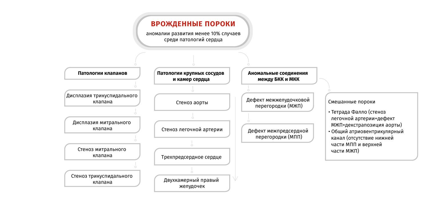 Врожденные пороки сердца кошек