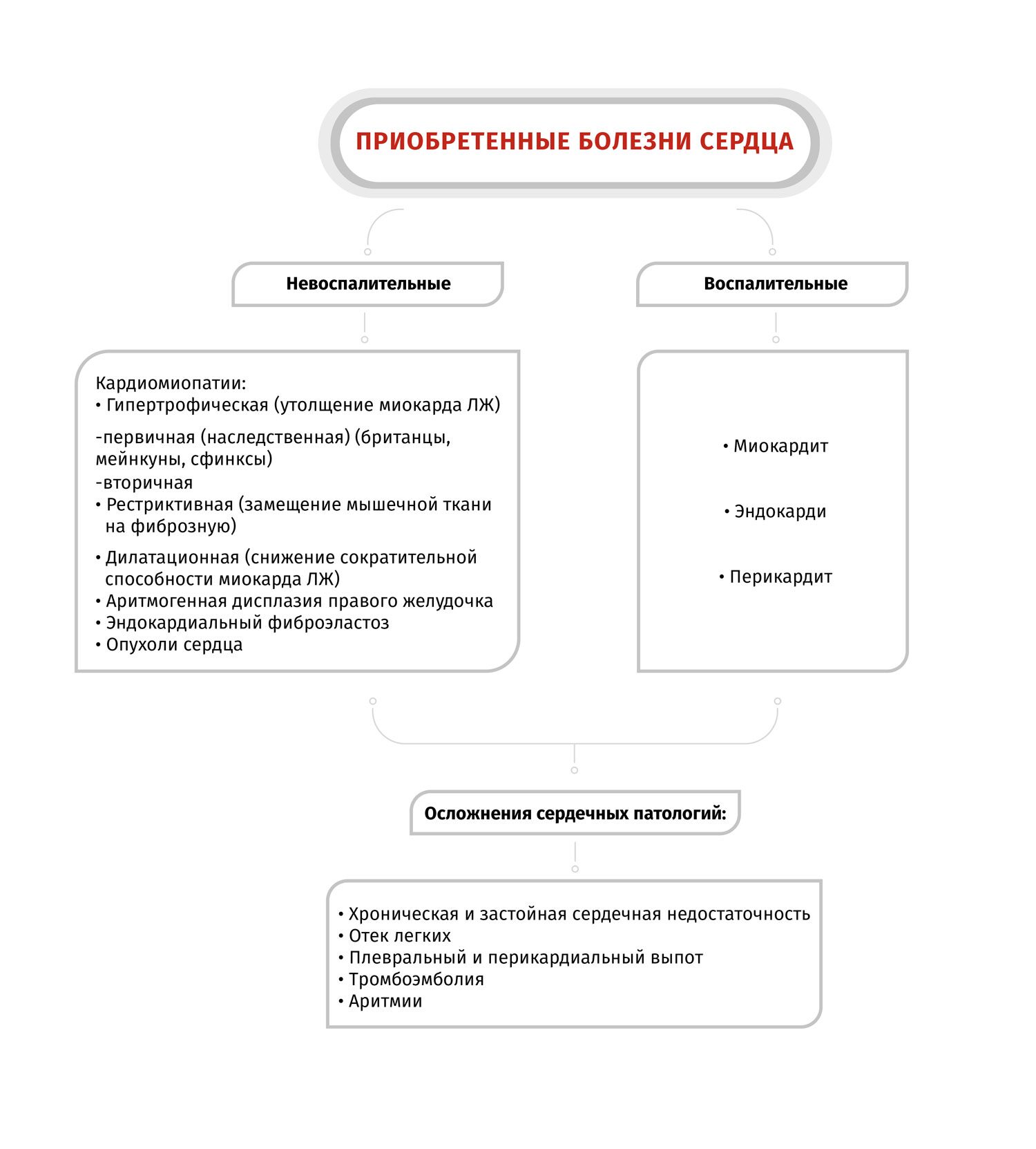 Какая кровеносная система у кошек