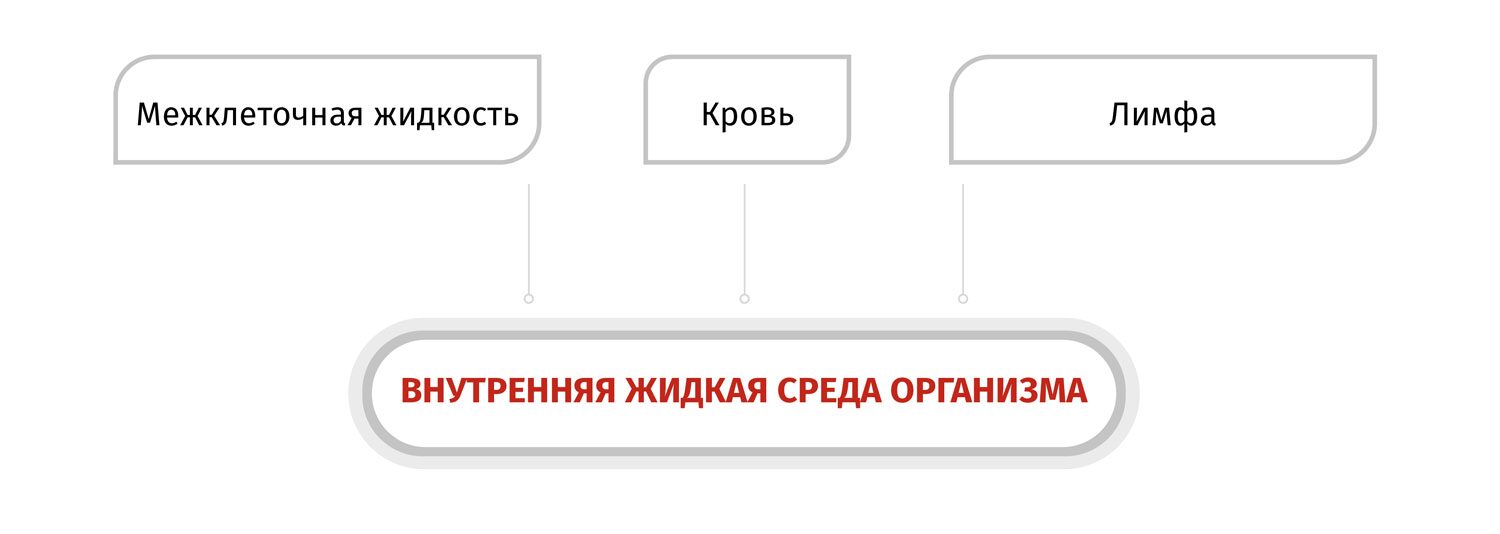 Схема жидких сред организма собаки