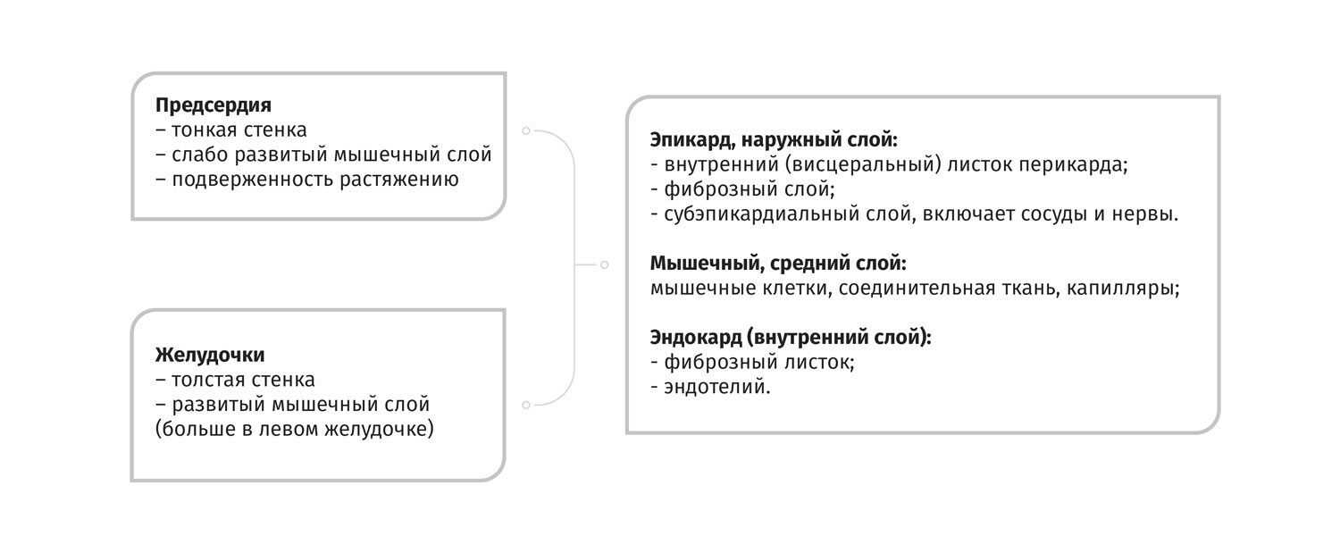 Схема строения стенки сердца собаки