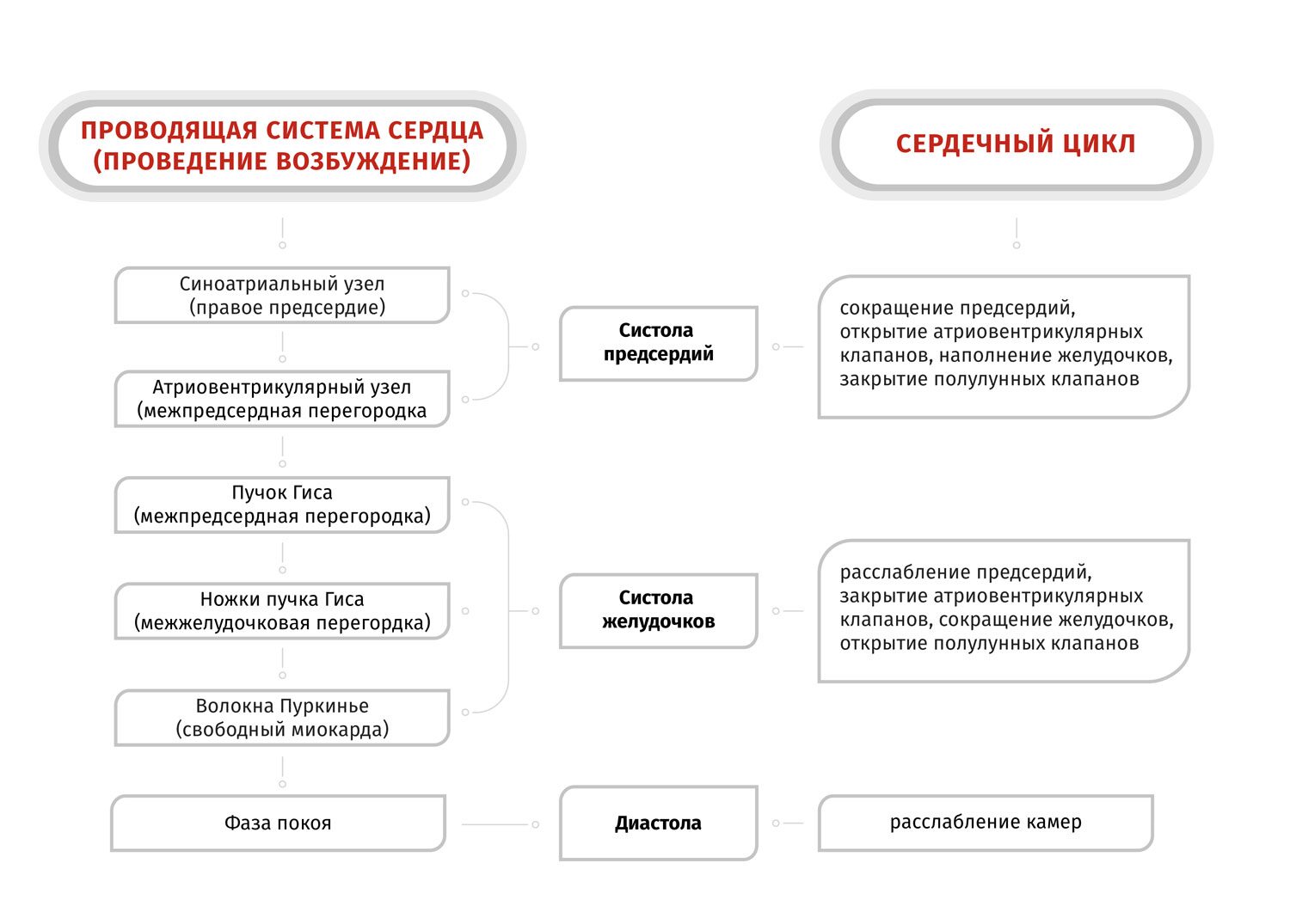 Проводящая система сердца и сердечный цикл у собак