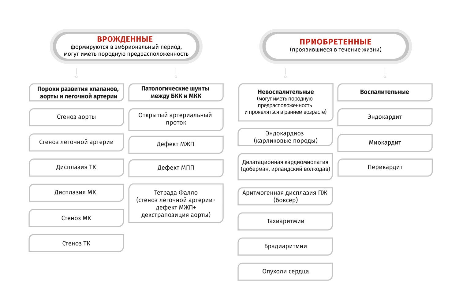 Заболевания кровеносной системы у собак