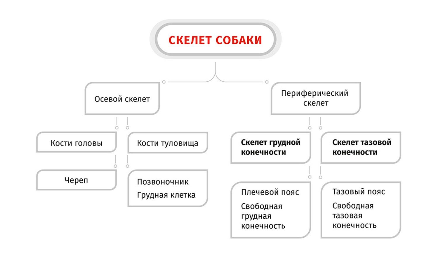 Схема строения скелета собаки