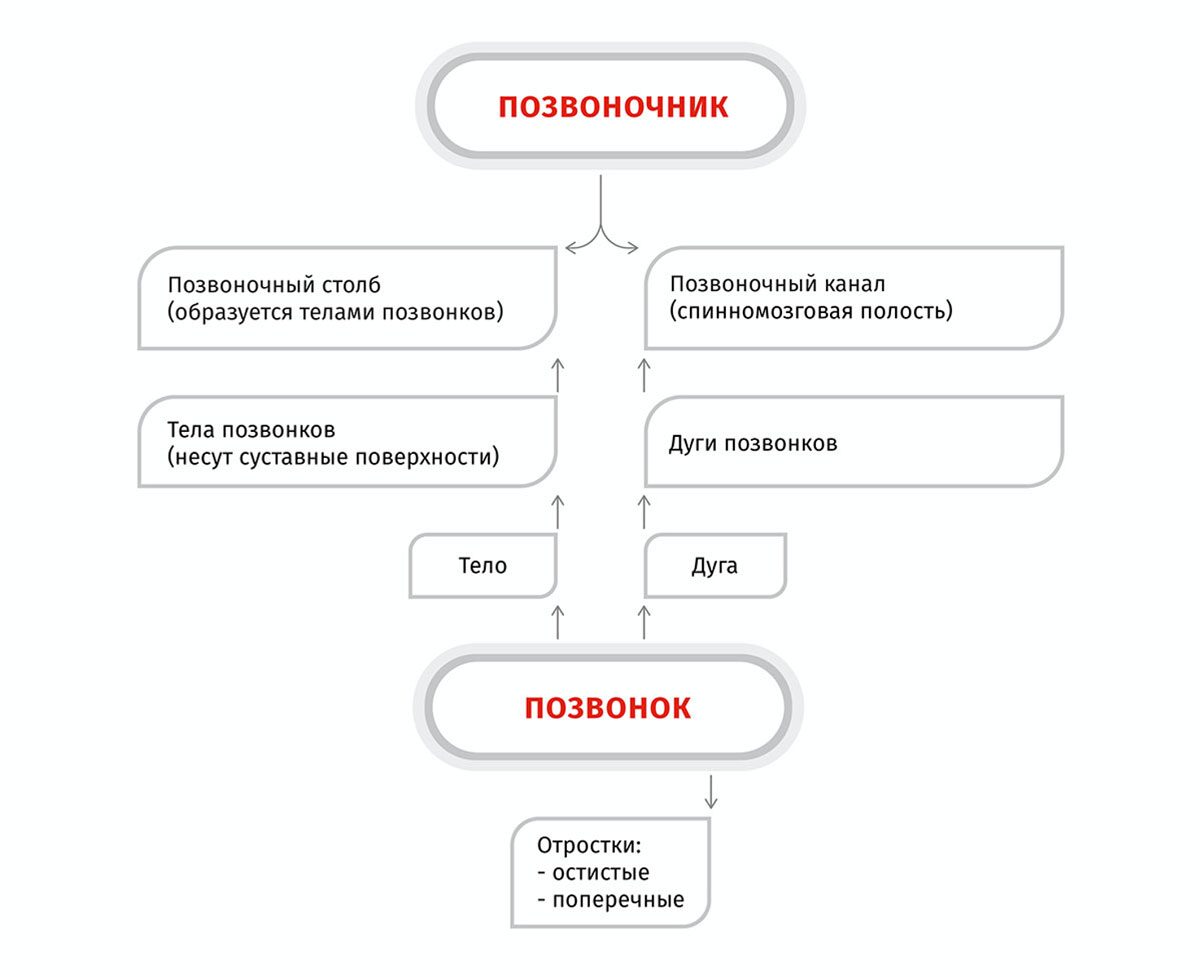 Схема строения скелета туловища собаки