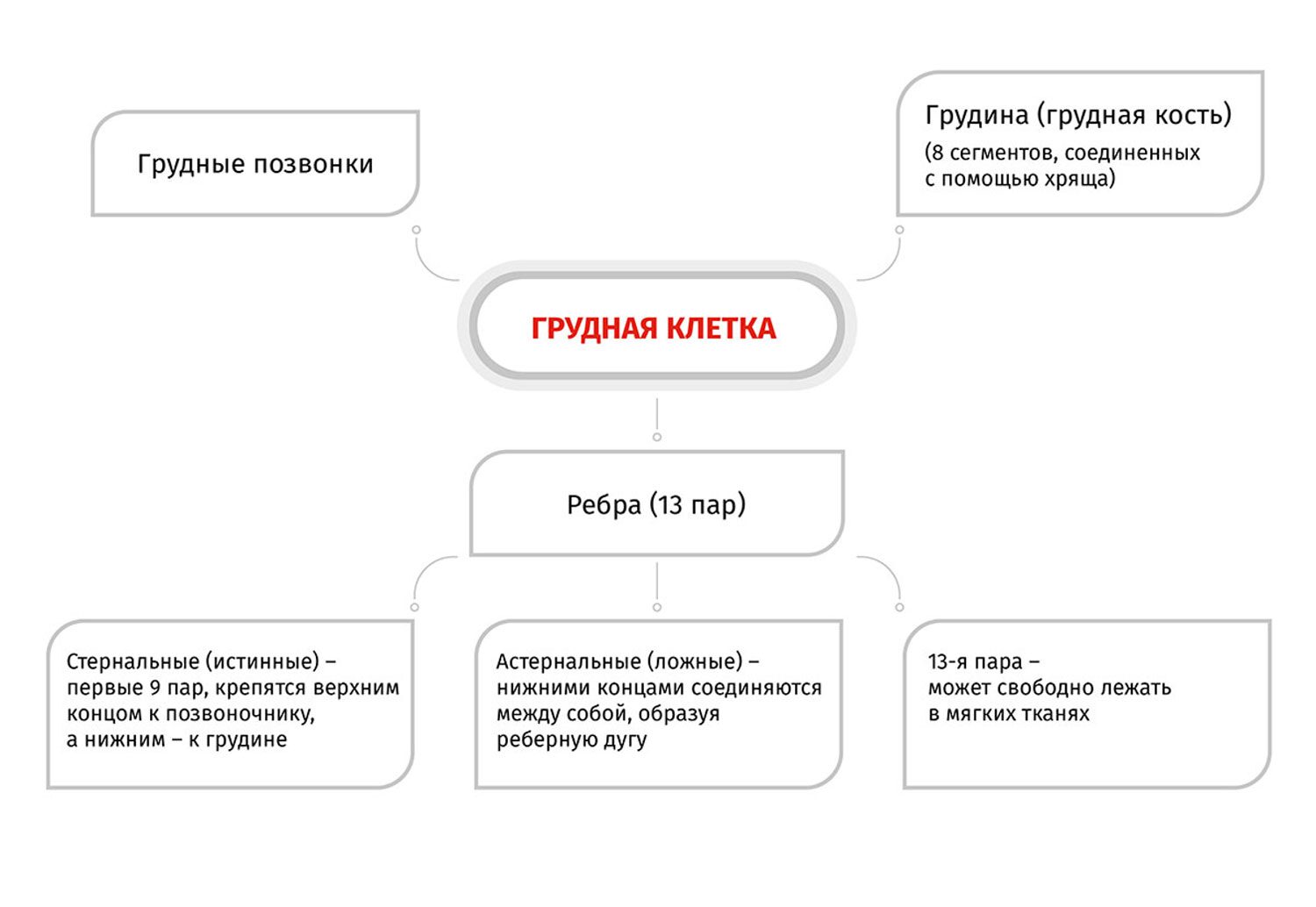 Схема строения грудной клетки собаки