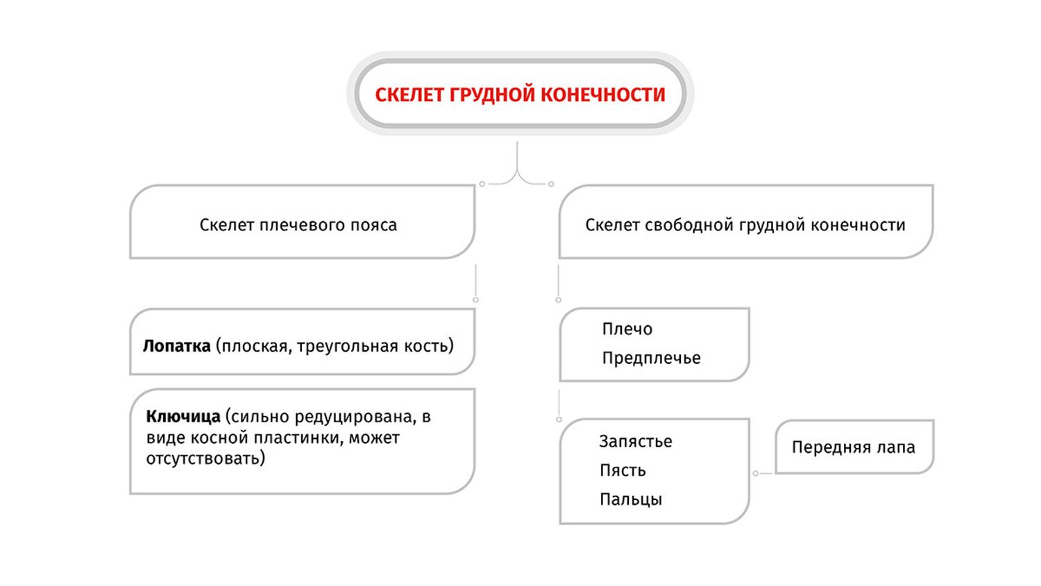 Схема строения скелета грудной конечности собаки