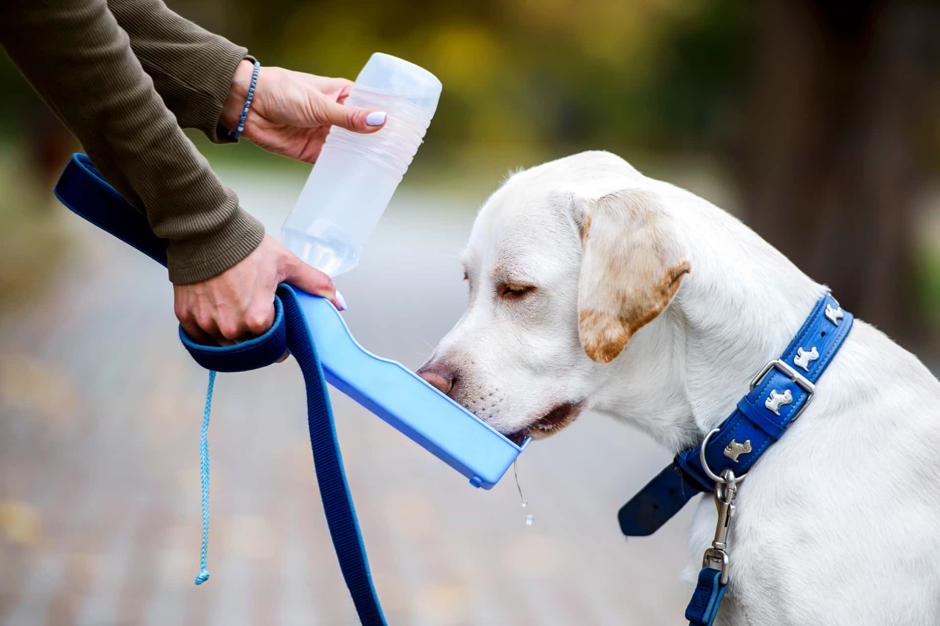 Питьевой режим собаки