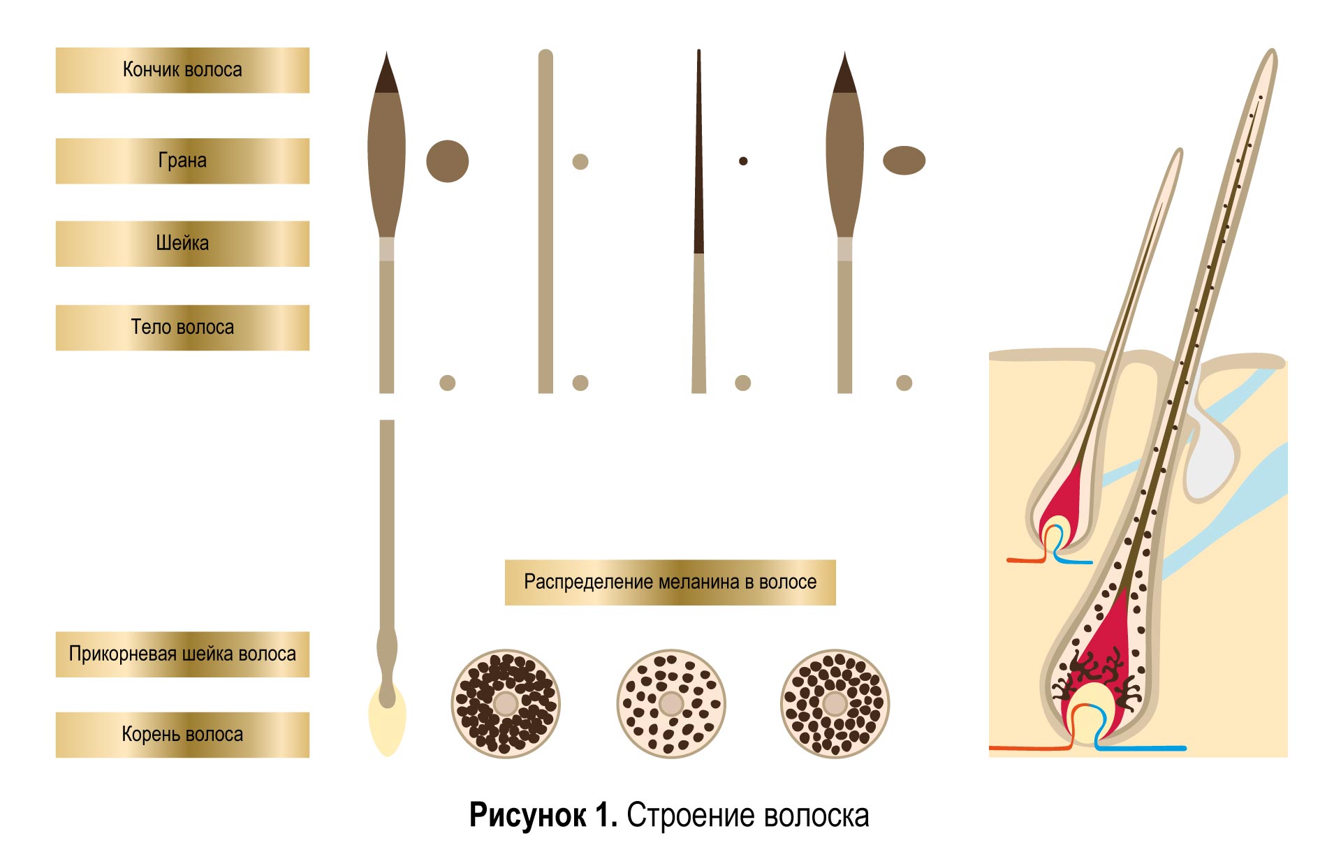 Строение волоска