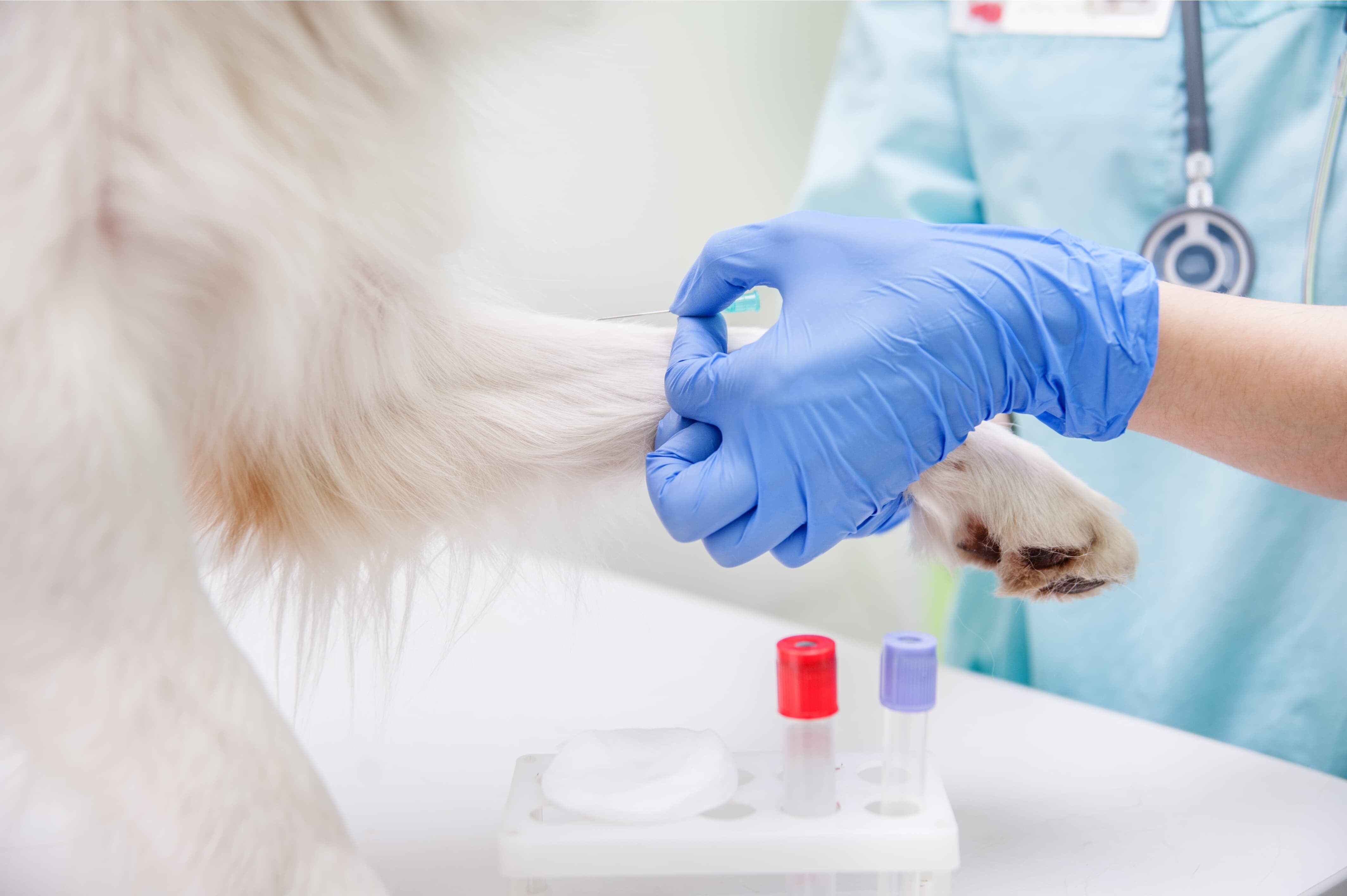 Анализ крови у собаки на прогестерон