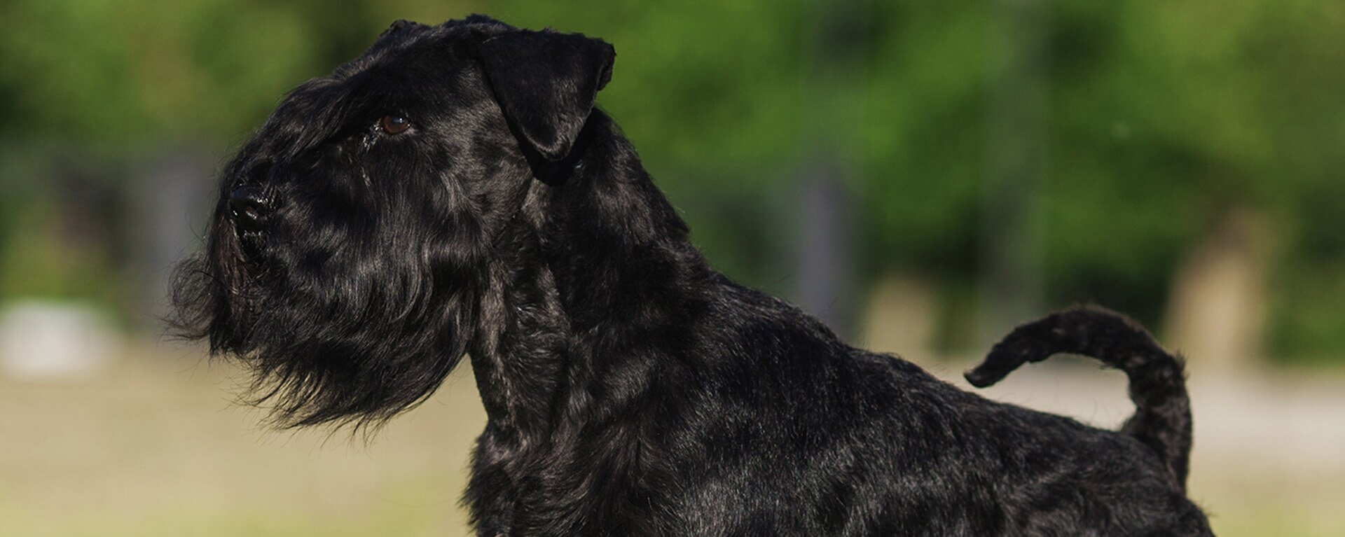 Цвергшнауцер - характеристика собак 🐶, и щенков породы — ProPlan.ru