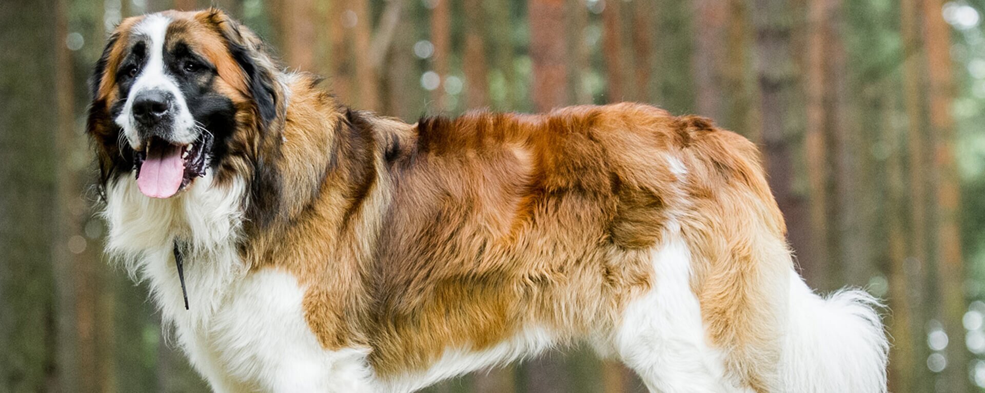 Московская сторожевая | Purina Pro Plan