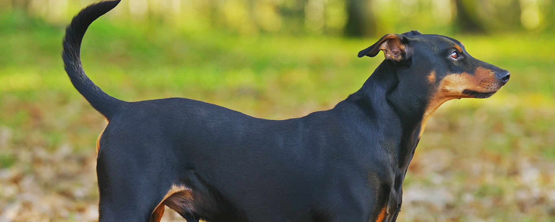 Немецкий пинчер | Purina Pro Plan