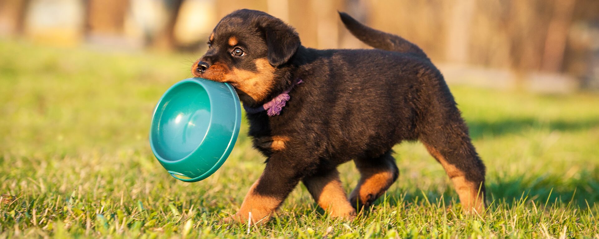 Какой корм лучше для щенков 🐶: выбор корма для щенка - ProPlan.ru