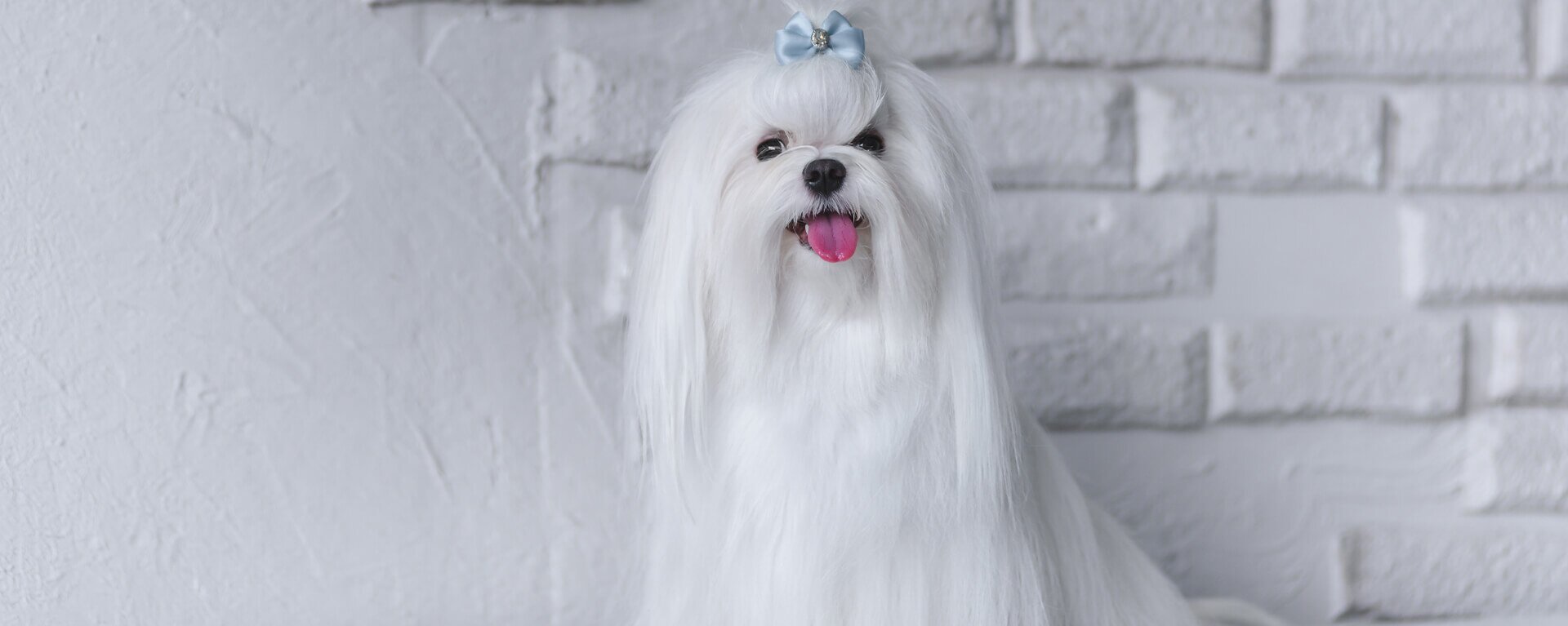 Мальтийская болонка - особенности породы, стандарты, правила содержания, поддержание здоровья и уход за питомцем Мальтийская болонка: порода, стандарты, содержание, здоровье и уход