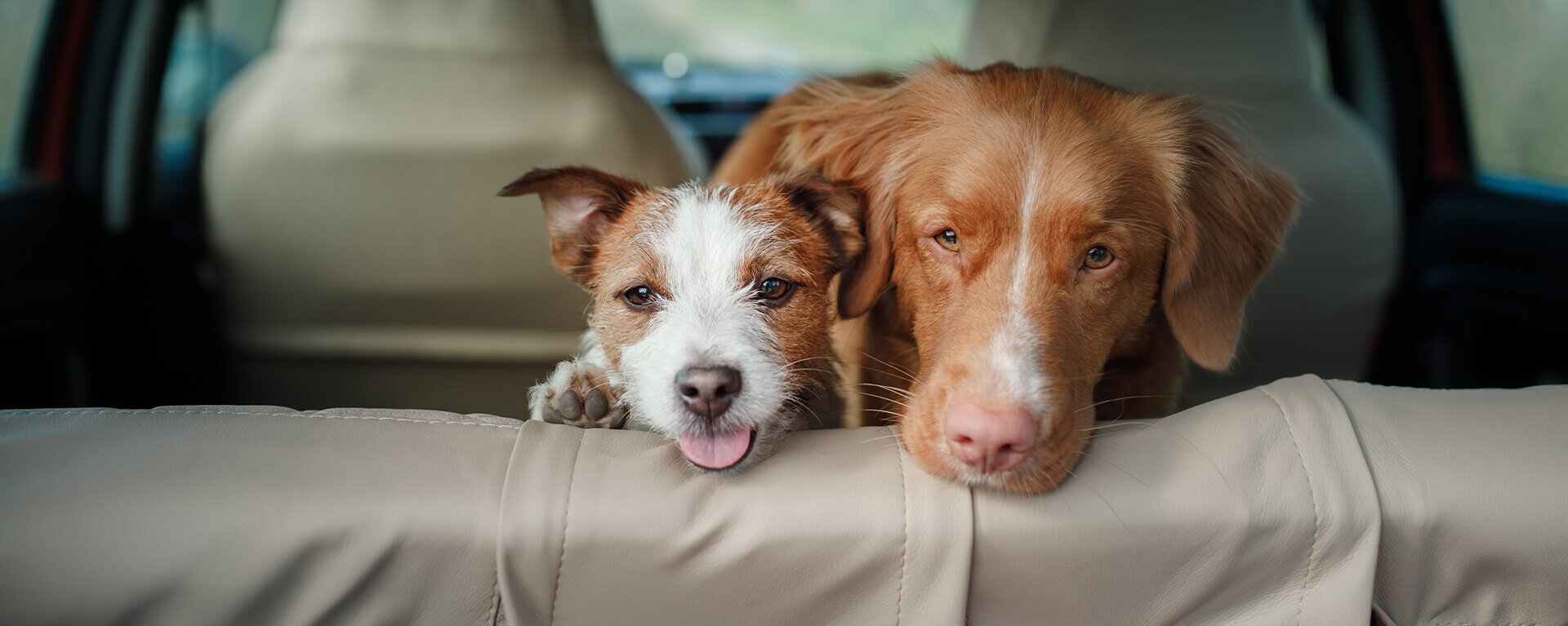Как перевозить собаку в машине, поезде или самолете ✈ — ProPlan.ru