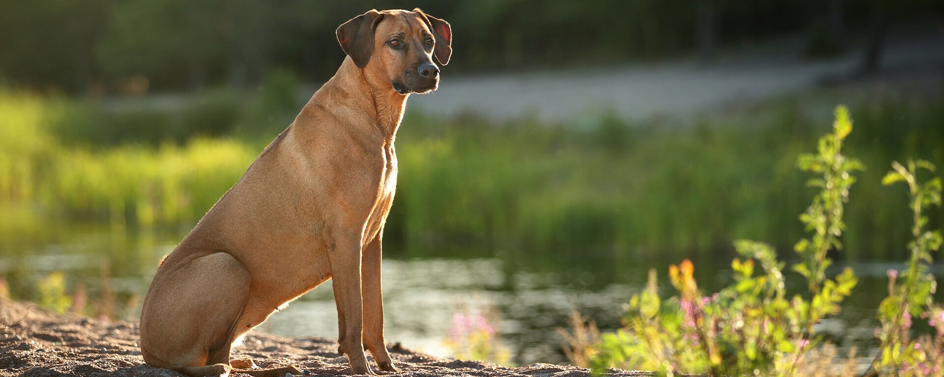 Крупные породы собак: фото и описания, советы по уходу - Полная информация и рекомендации от экспертов [Собаки Dogs]