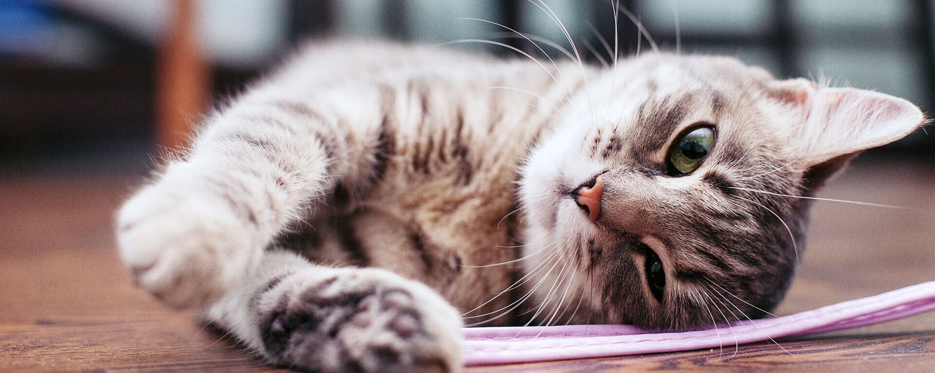 Домашние кошки 🐱 качества питомцев – ProPlan.ru