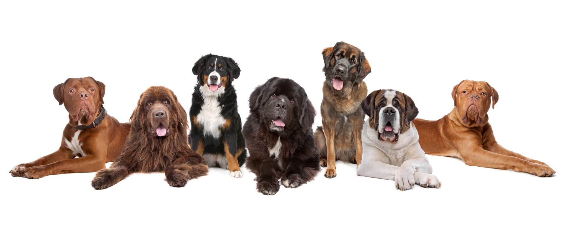 средние и большие породы собак