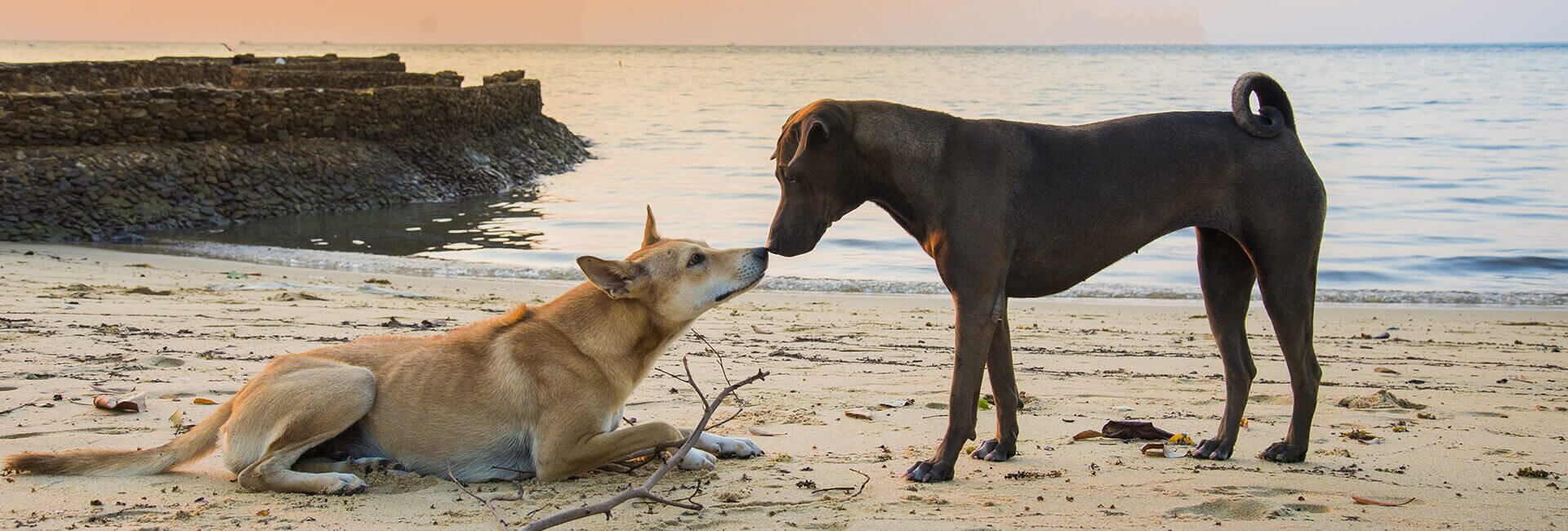 зоофилилка с собакой Вязка собак: когда происходит, инструкции и правила для владельцев