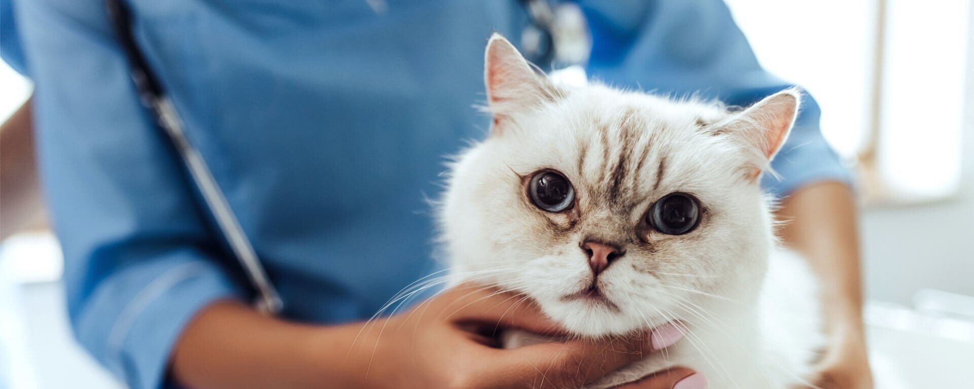 Кастрация и стерилизация кошек 🐱 подготовка и уход после операции