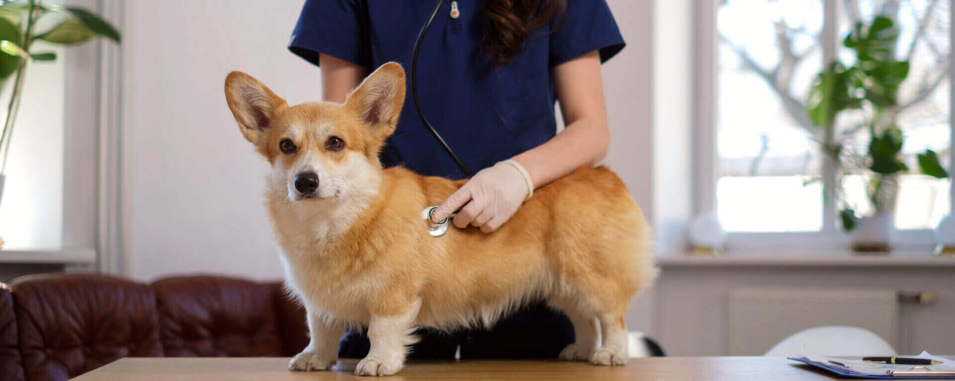 Прививки для собак: правила прививок щенкам, календарь вакцинации