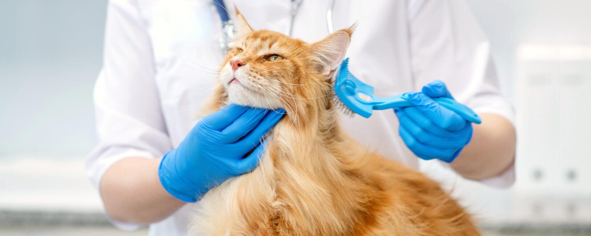 Шерсть в желудке у кошки, что делать и как ее вывести из желудка