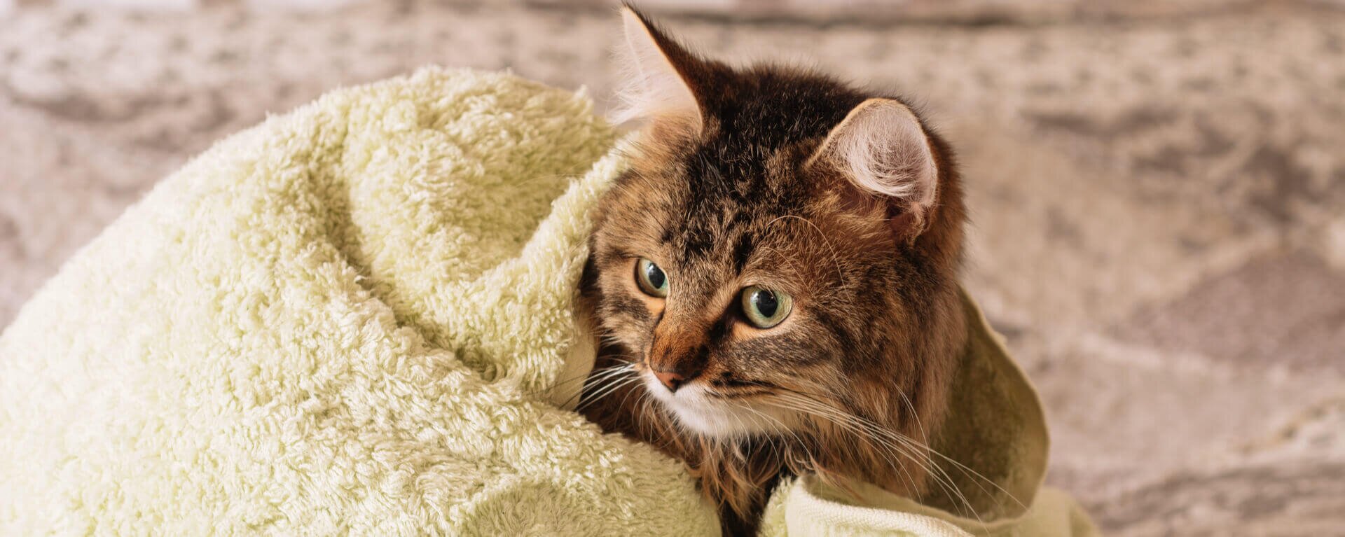 Как мыть кошку правильно: советы по купанию кошки в домашних условиях