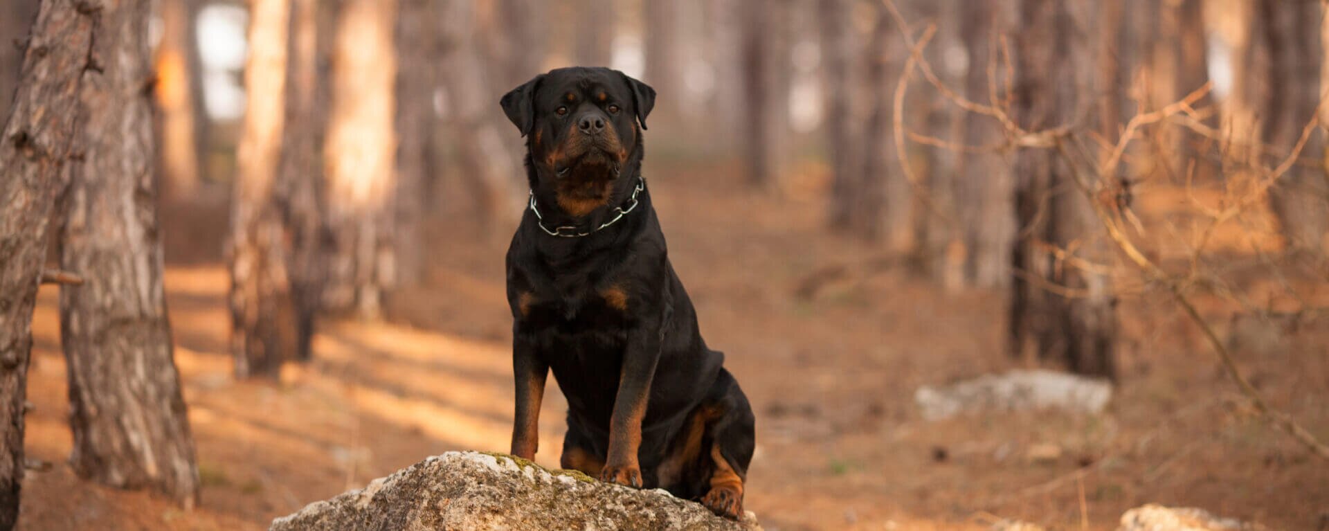 Физическая сила и выносливость