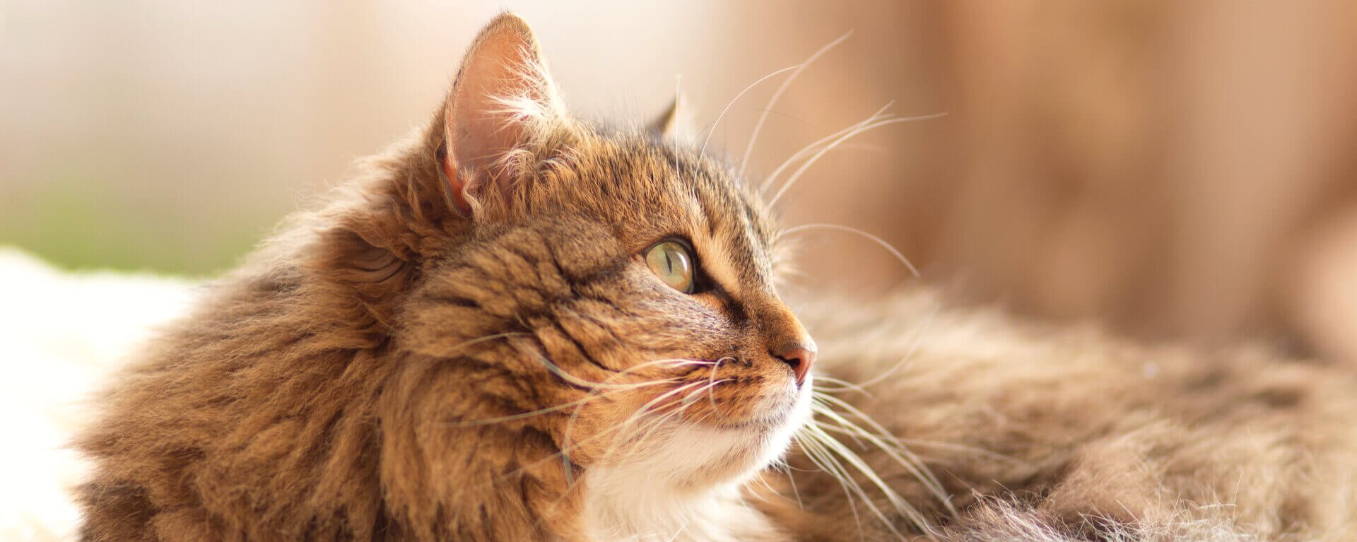 сибирские кошки сколько живут