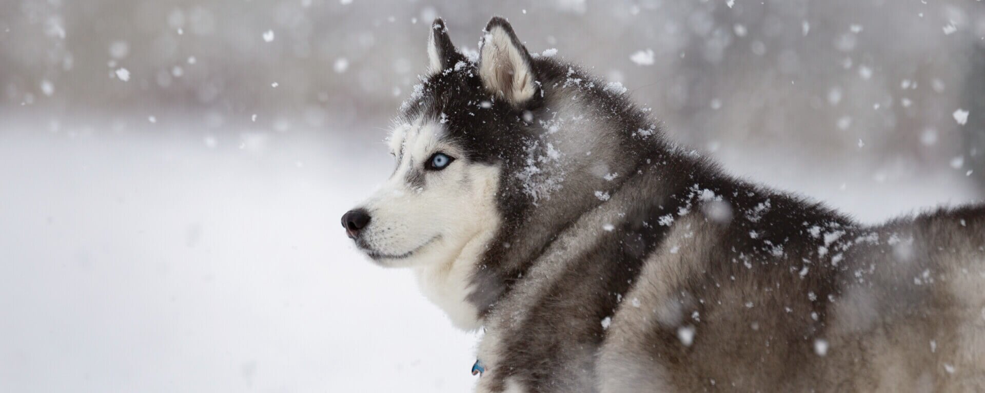 Сибирская хаски: история породы, особенности характера, уход и воспитание