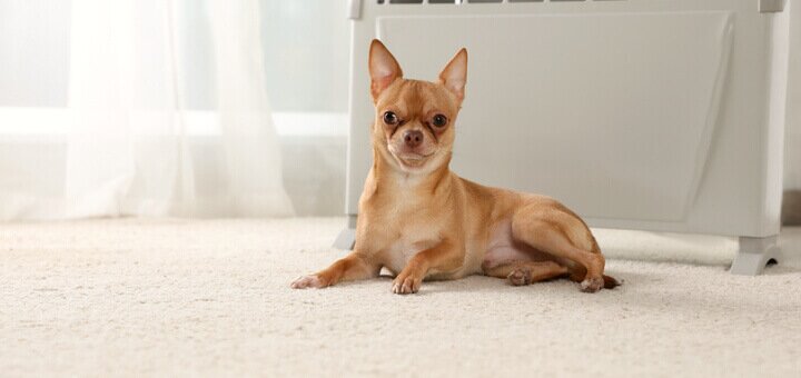 Чихуахуа: описание породы, фото и отзывы, уход и содержание - все, что нужно знать