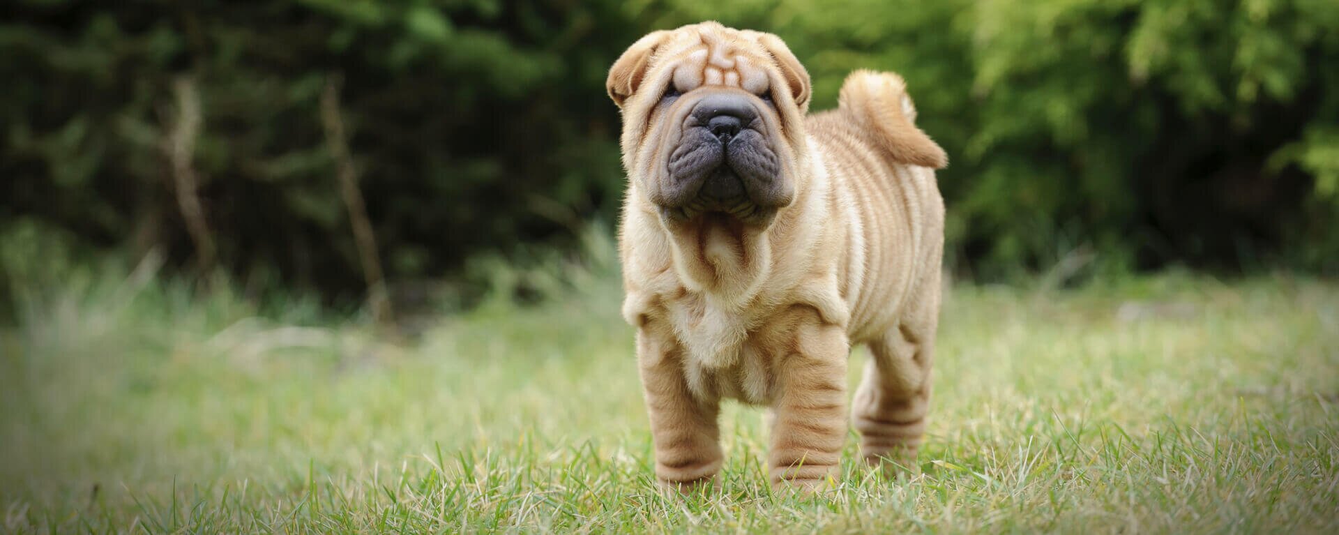 ШАРПЕЙ: Фото, описание, характер, цена собаки, отзывы – всё о породе sharpei на сайте DogsWorld