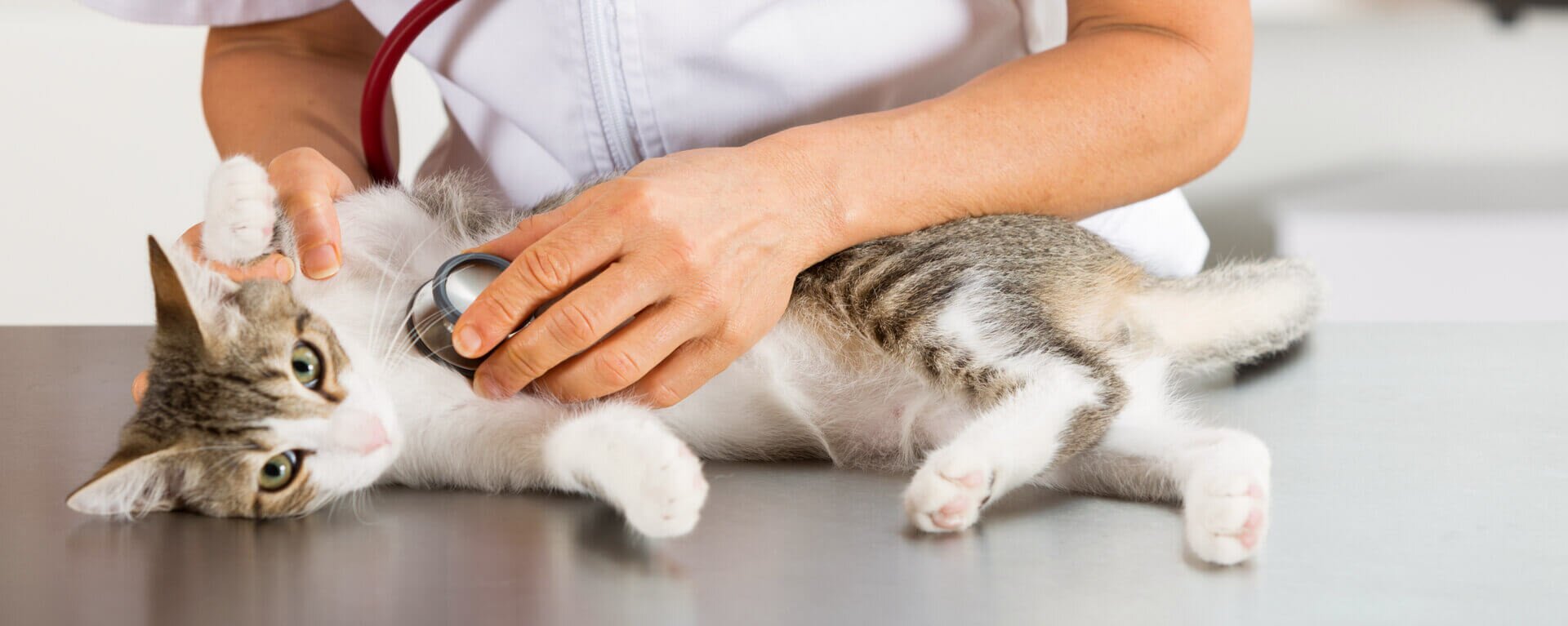 Бешенство у кошек: симптомы, профилактика и лечение