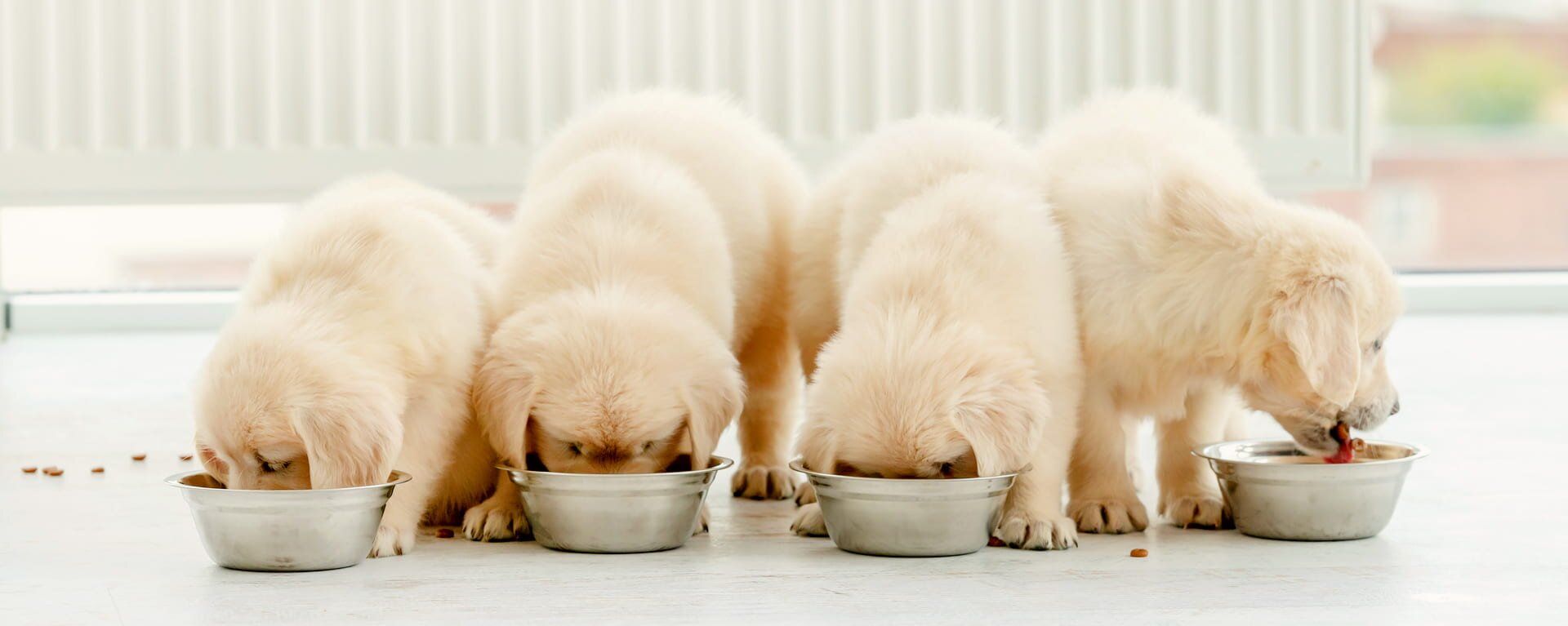 Каким кормом кормить щенка 🐶 - ProPlan.ru