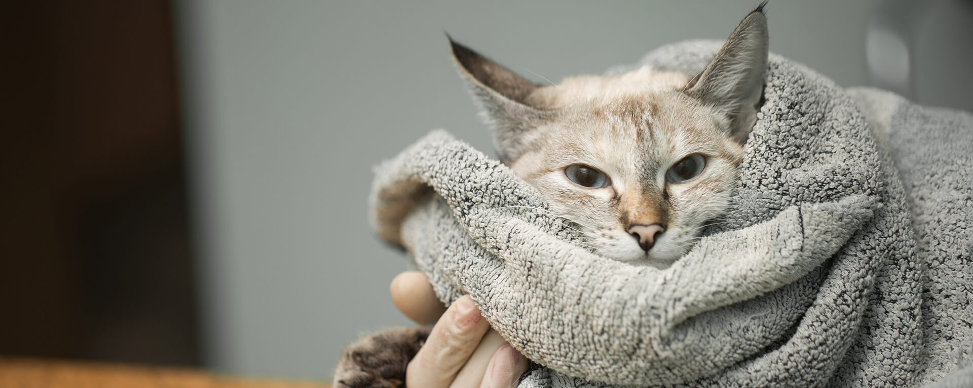 Что делать при травме у кошки - первая помощь, симптомы и лечение