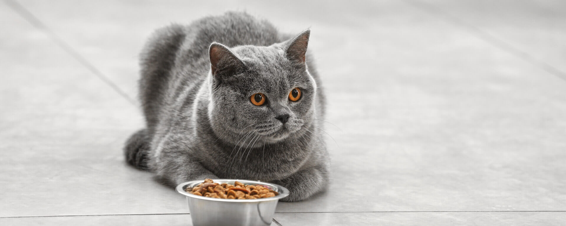 Кошка плохо ест - причины плохого аппетита кошки