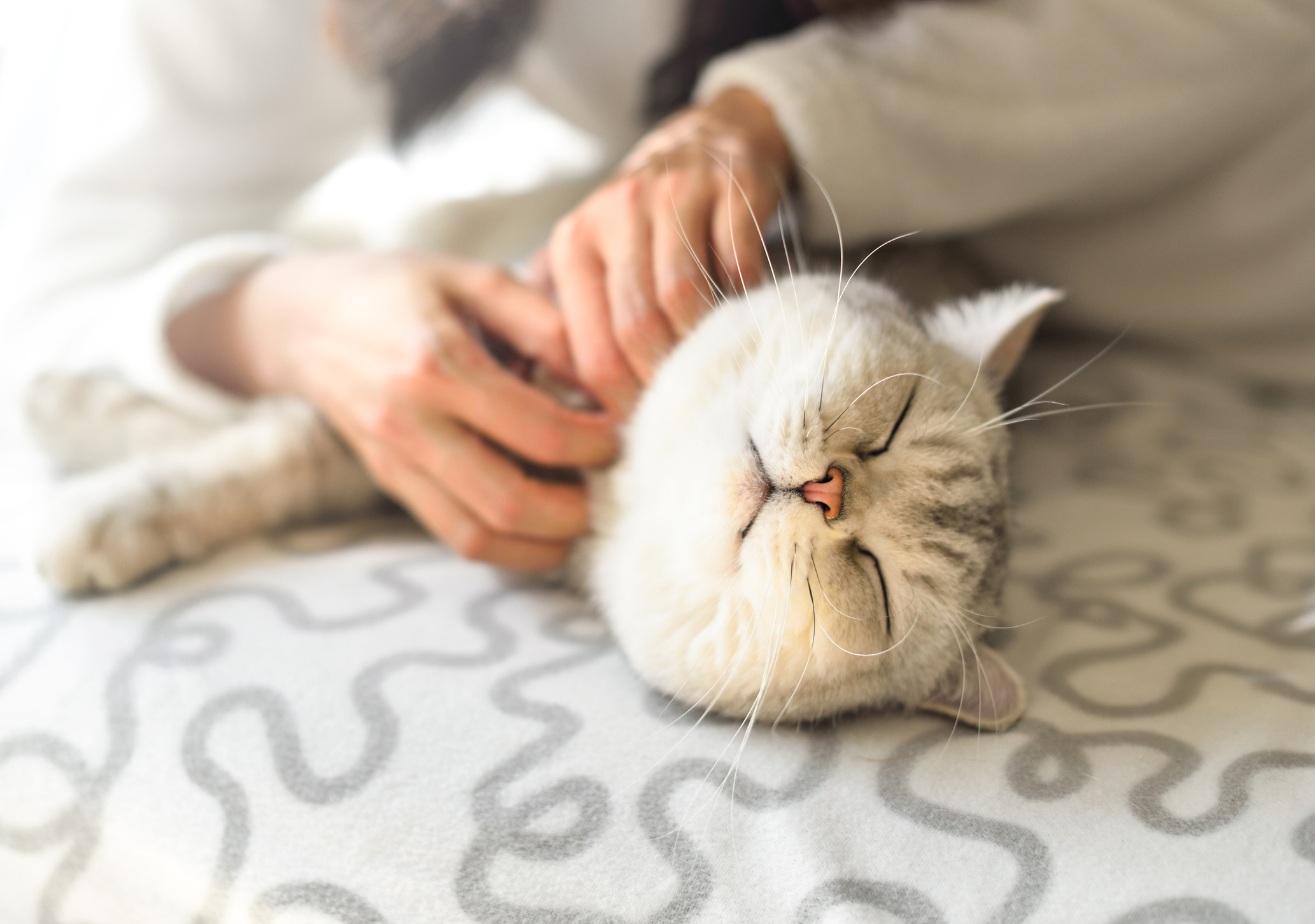 Почему кошка чихает - причины чихания кошки