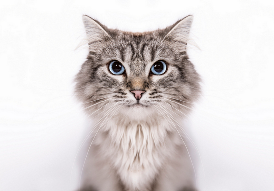 Невская маскарадная кошка - характер, описание породы, окрасы