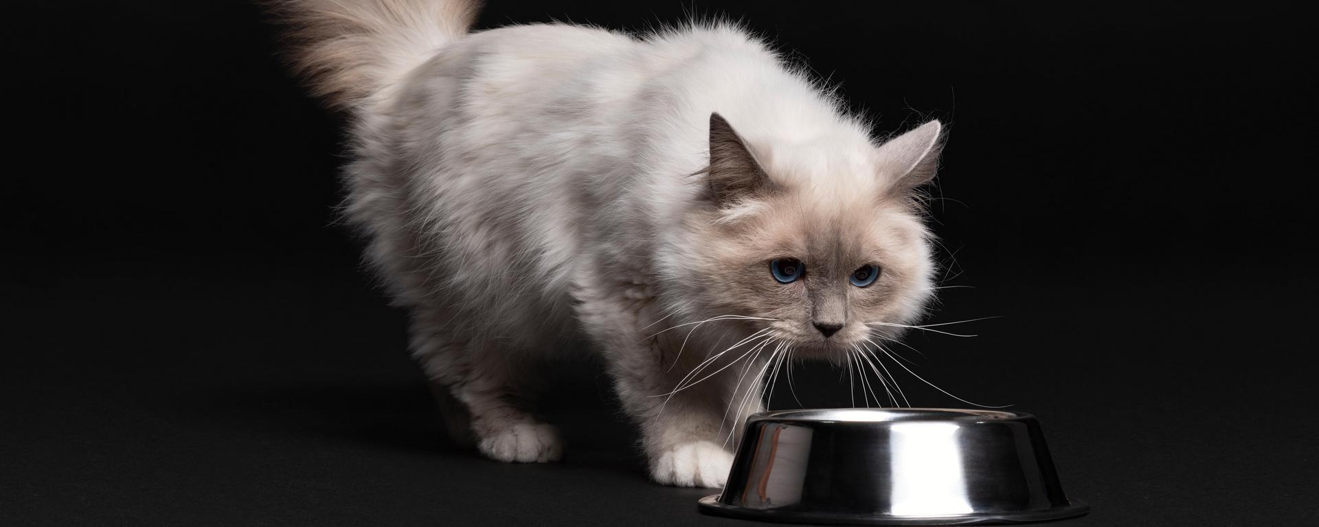 Питание стерилизованных кошек - особенности рациона